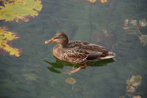 duck pond lake