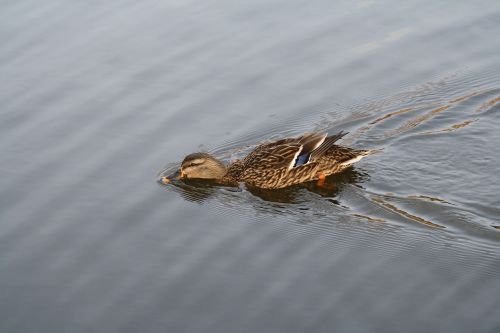 duck swim lake