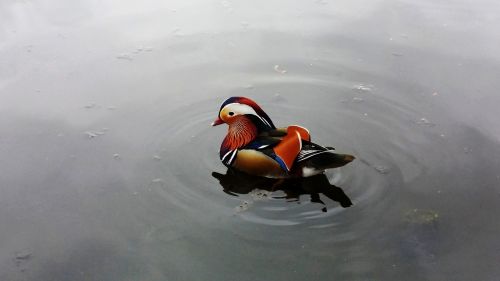 duck pond waves