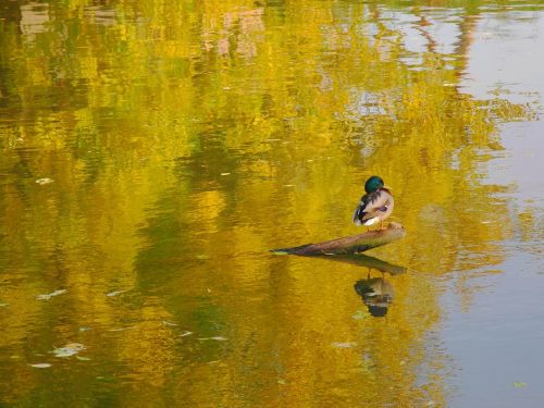 duck reflection water