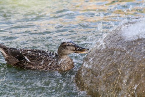 duck wet water