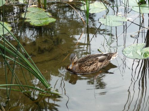 duck lake bird