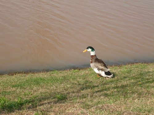duck pond grass