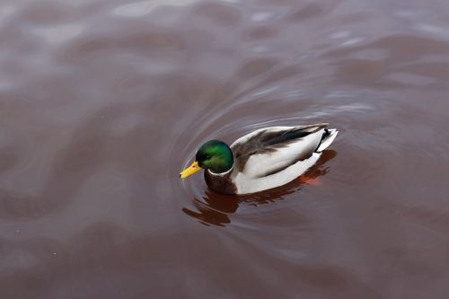 duck swimming water
