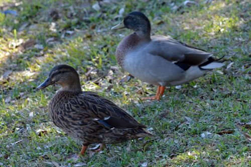 ducks bird mallard