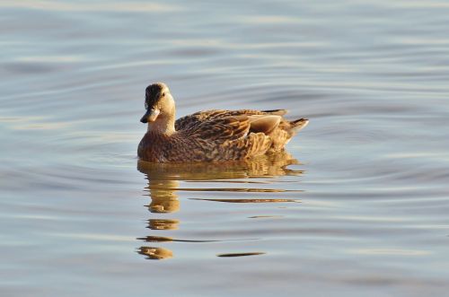 duck water lake constance