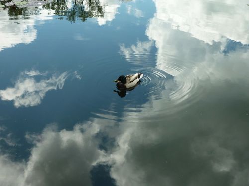 duck heaven reflection