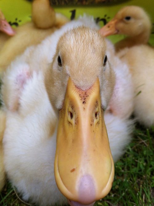 duck duckling white