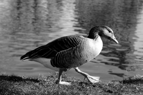 duck lake pond