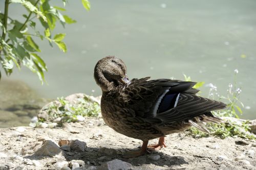 duck duck bird nature