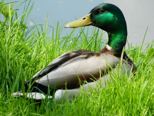 duck grass animal