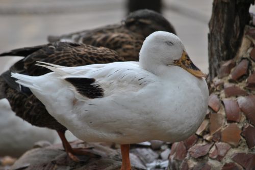 duck ducks volatile