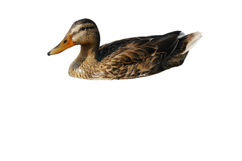 duck mallard animals
