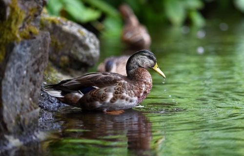 duck bird nature