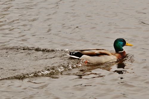 duck water bird poultry