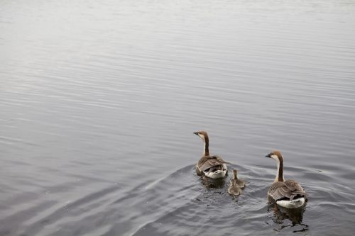 duck nature pond