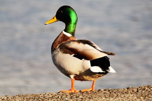 duck lake constance bird