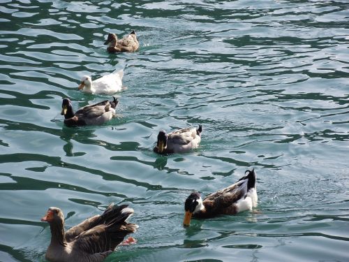 duck marine macro