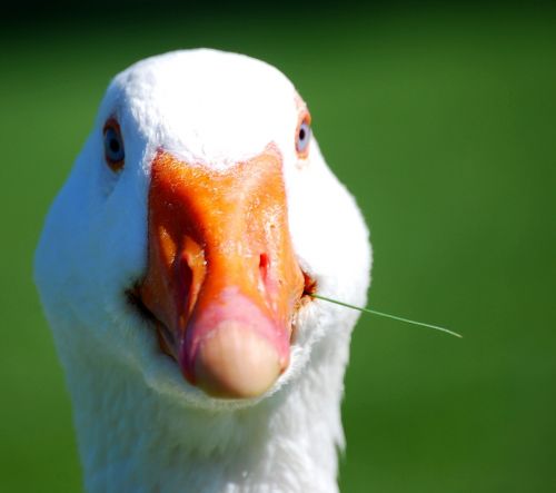 duck closeup white