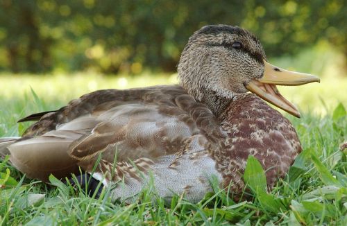 duck bird animal