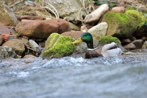 duck river water