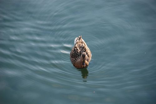 duck water bird