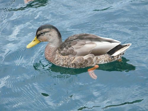 duck waterfront wildlife