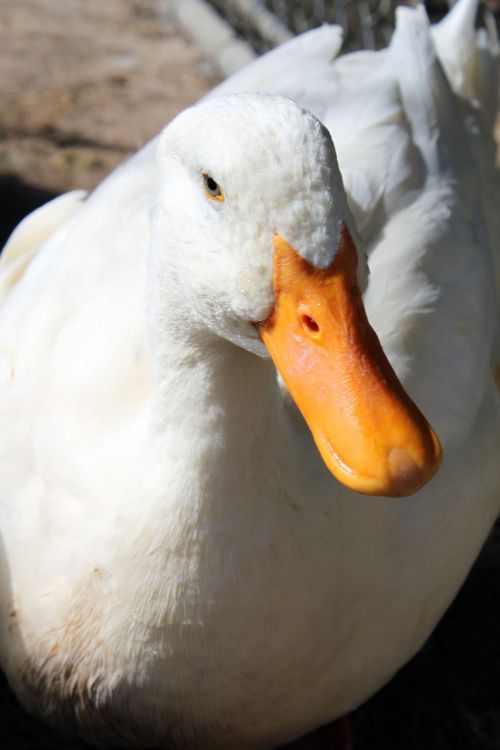 duck pekin white