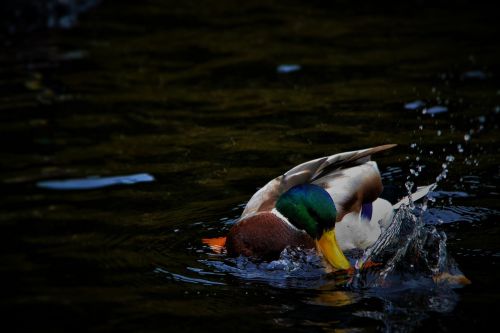 duck male splashing