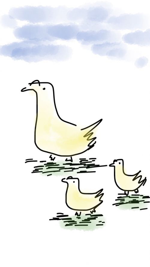 duck goose bird