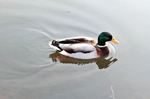 duck nature water