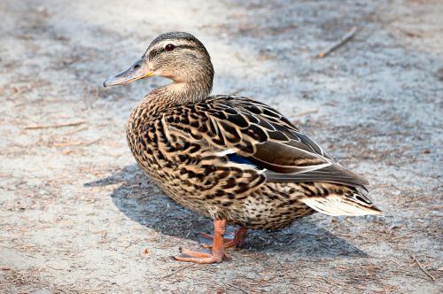 duck mallard water bird