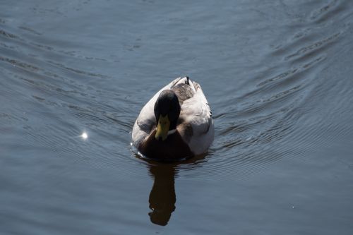 duck water pond