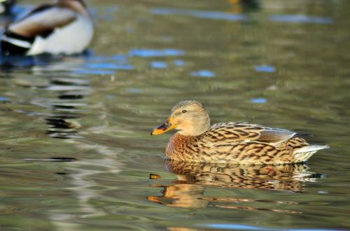 duck green collar pond
