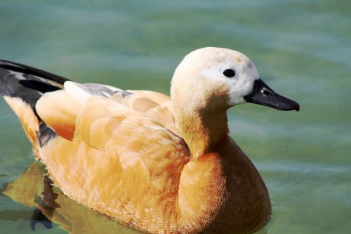 duck pond swimming