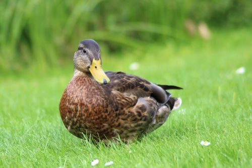 duck mallard nature