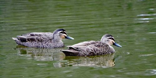 ducks lake wildlife