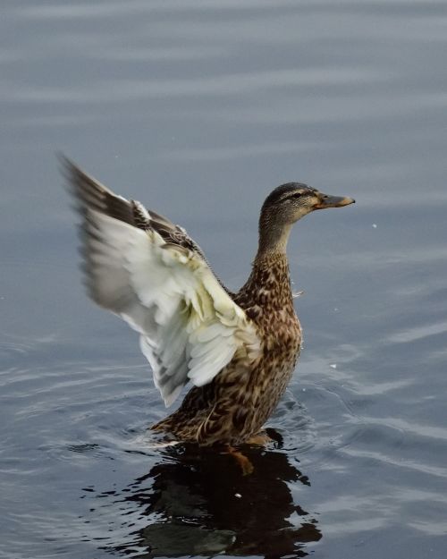 duck wings water
