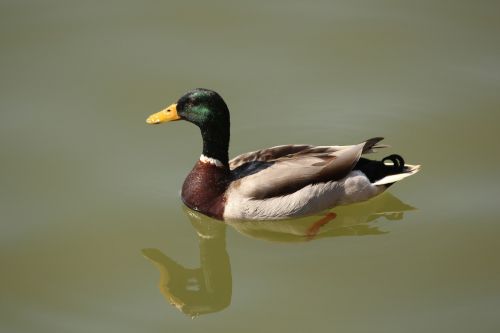duck float reflection