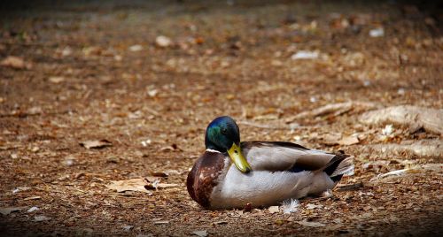 duck birds nature