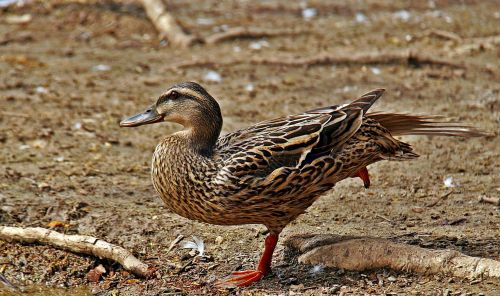 duck birds nature