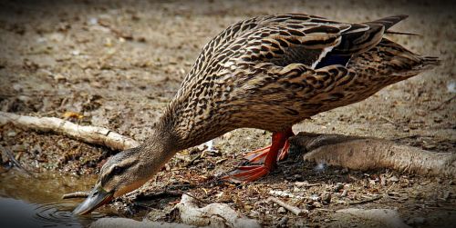 duck lake birds