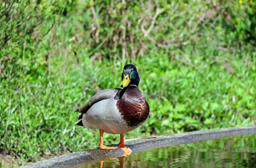 duck animal water bird