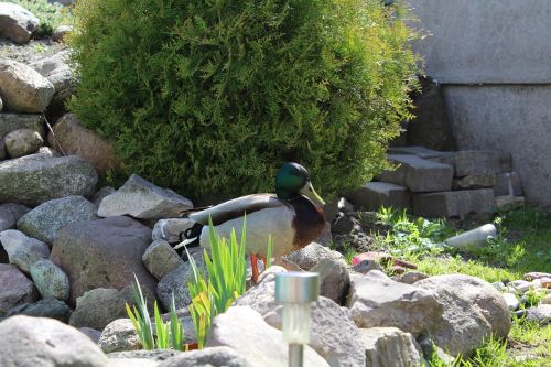 duck green landscape