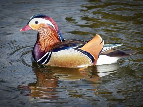 duck mandarin ducks water bird