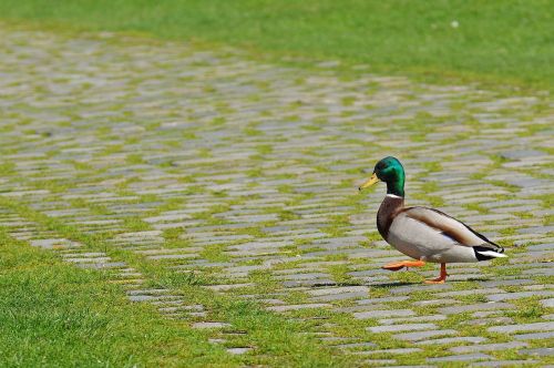 duck walk sidewalk