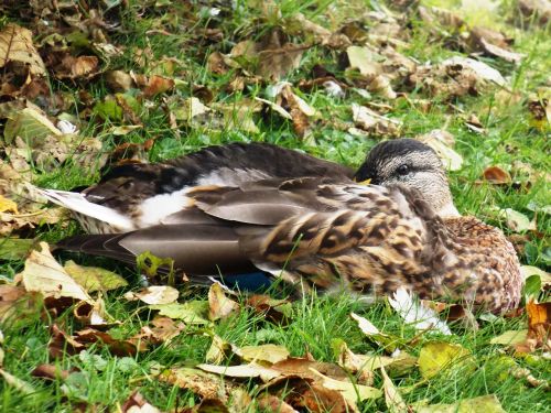 duck bird animals