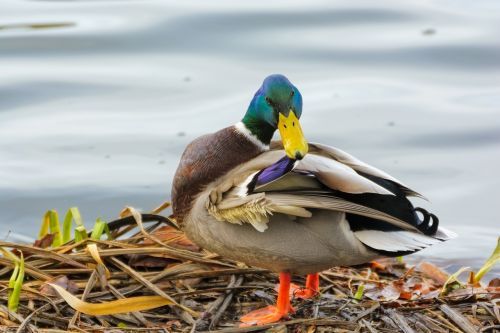 duck drake feather