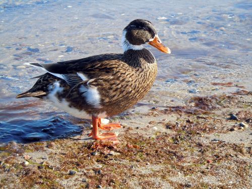 duck beach water bird