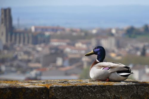 duck volatile castle